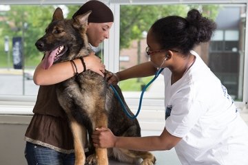 Veterinary Technology